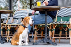 Radiografía de una ciudad pet friendly
