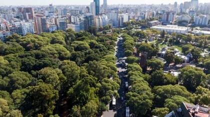 En la ciudad hay 432.000 árboles de los cuales 370.000 están ubicados en veredas; el fresno rojo americano es la especie que tiene mayor cantidad de ejemplares