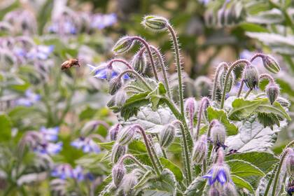En la cocina, sus hojas tiernas se utilizan como verdura, siempre bien cocidas para eliminar posibles sustancias irritantes