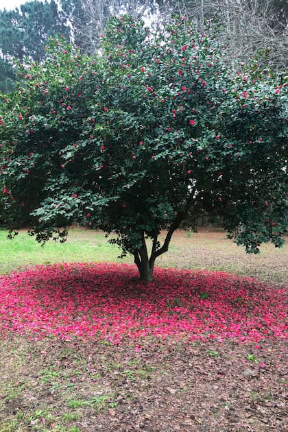 En la colección de Isla de las Camelias existe una gran variedad de especies, incluso algunas perfumadas