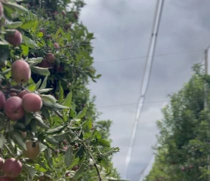 En la compañía creen que la clave está en acercar al consumidor una fruta lista para comer, tal como ocurre en otros mercados internacionales