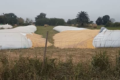 En la Cooperativa La Humbertina sufrieron la rotura de dos silobolsas