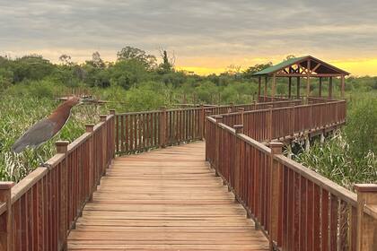 En la costanera de Colonia Pellegrini se construyó un sendero entarimado para avistaje de aves y contemplación de autóctonas