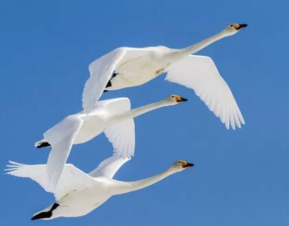 En la crisis de Suez, 1956, después de que la URSS dijo que podía atacar París y Londres, se detectaron aeronaves no identificadas sobrevolando Turquía. Resultaron ser cisnes