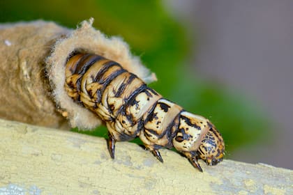 En la década del '60, la aplicación masiva de un insecticida para combatir pulgones y cochinillas eliminó a los enemigos naturales del bicho canasto y este se convirtió en una plaga