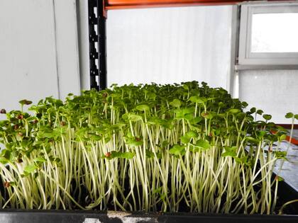 En la empresa apostaron por el concepto de alimentos y energía