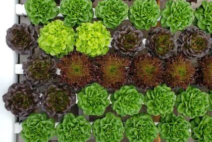 En la empresa hacen diferentes variedades de productos