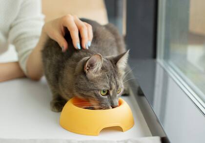 En la entidad advirtieron sobre los cuidados en la alimentación para estas mascotas