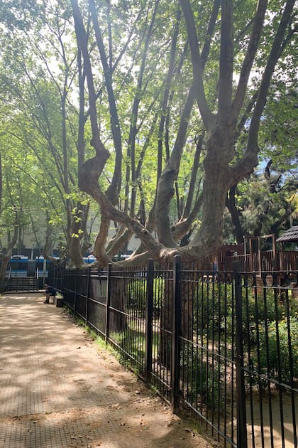En la estación de tren de Núñez hay un conjunto de plátanos que dan sombra a la vereda y a la plaza