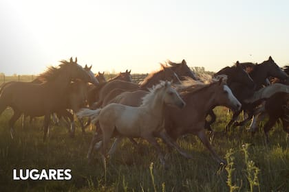 En la Estancia La Esmeralda de Carmen de Areco hay más de 200 caballos salvajes.
