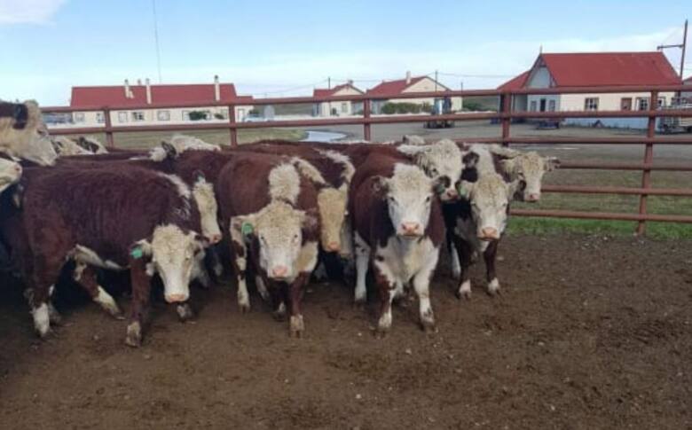 Un viaje de 3000 kilómetros: la odisea de las cabañas fueguinas para llegar al centenario de Hereford