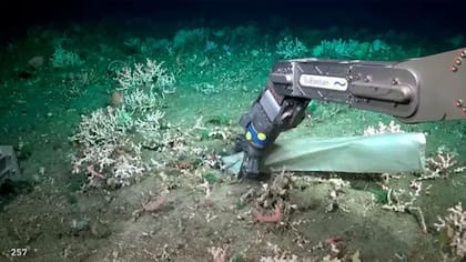 En la expedición también encontraron bolsas de plástico