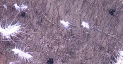 En la Fosa de Kuriles–Kamchatka se descubrieron densas agrupaciones dominadas por gusanos tubícolas a 9533 metros de profundidad