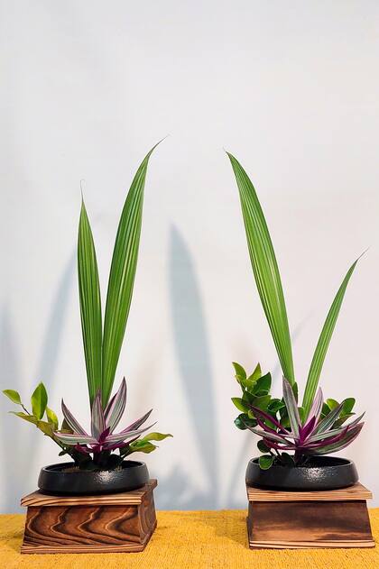 En la foto se observan dos Hanaisho: curculigo/molinera capitulata/palmera, tradescantia y eugenia verde.