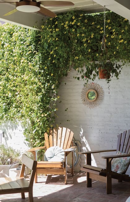 En la galería, la planta es una ojo de poeta, que da unas flores amarillas divinas.