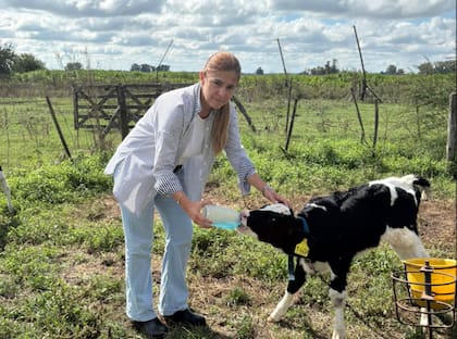 En la guachera, una de las oocupaciones de la productora