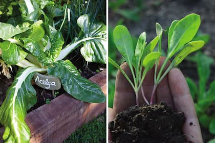 En la huerta, la acelga es un cultivo fácil y de cosecha escalonada. Además, es la verdura más rendidora porque se consumen sus hojas y pencas.