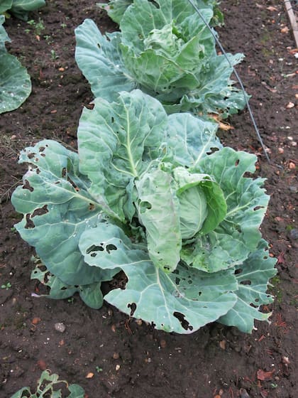 En la huerta, los caracoles y babosas atacan ciertas plantas y usan otras como refugio