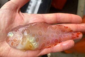 En la imagen, el Crystallichthys cyclospilus y su transparencia que lo convierte en un ejemplar diferente. Captura Twitter @sarahtfried