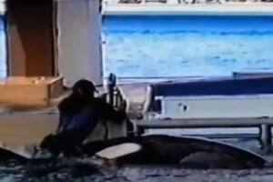 En la imagen, la captura del instante preciso en el que las ballenas de casi 3.000 kilos arrastraron a la entrenadora al fondo del agua.
