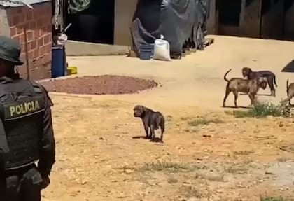 En la inspección que hizo la autoridad fue que este señor rescataba animales para darlos en adopción