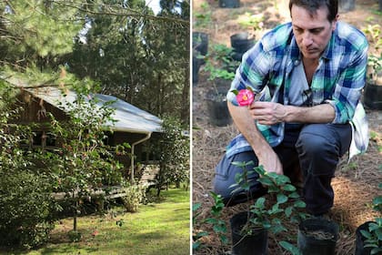 En la Isla de las Camelias, Hernán Marquez cultiva distintas variedades de esta planta y recibe a turistas y fanáticos que quieren verlas en plena floración. Su cuenta de Instagram es @isladelascamelias.