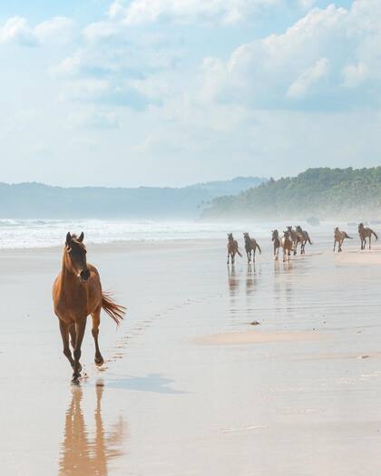 En la Isla de Sumba todavía pueden verse caballos salvajes.