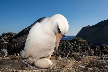 En la Isla Guadalupe los huevos que llegan desde Hawi son "adoptados" por padres de otra especie