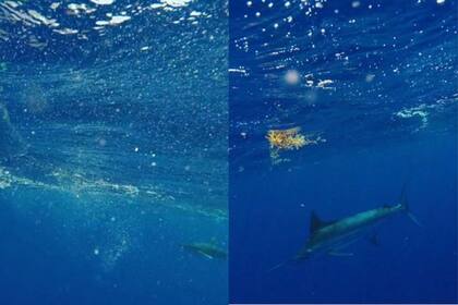 En la izquierda, el tiburón que se topó; en la derecha, el pez Martlín