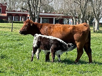 En La Juanita, uno de los primeros terneros nacidos de la raza Speckle Park junto a la vaca receptora