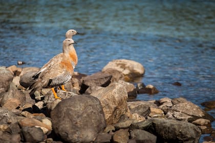 En la Laguna Calafate viven 13 especies de aves.