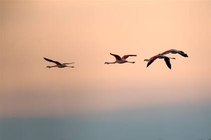 En la laguna de Mar Chiquita habitan la mitad de las especies de flamencos que existen a nivel mundial.