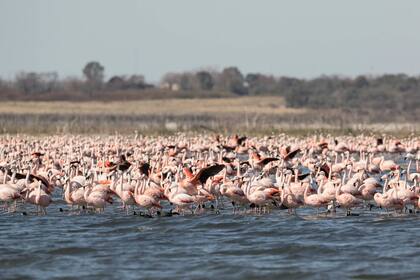 En la laguna Mar Chiquita nidifican al menos treinta especies de aves acuáticas