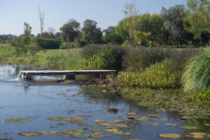 En la laguna se plantaron nenúfares, juncos, iris, colocasias, Hydrocleys nymphoides, cyperus, entre otras