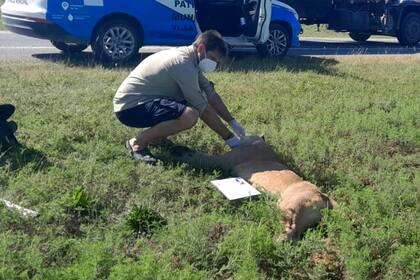 En la madrugada del jueves, un puma macho murió tras ser atropellado por un vehículo de gran porte en el tramo de la Ruta 11 que conecta Villa Gesell con Cariló