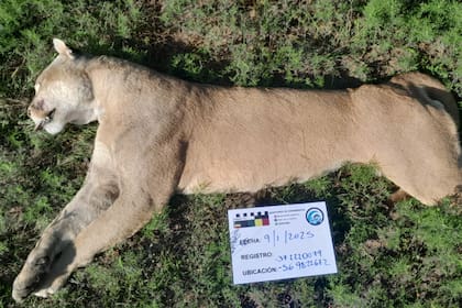 En la madrugada del jueves, un puma macho murió tras ser atropellado por un vehículo de gran porte en el tramo de la Ruta 11 que conecta Villa Gesell con Cariló