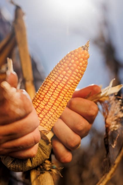 En la marca prevén para la próxima campaña una superficie similar al último ciclo agrícola