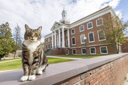 En la mayoría de los gatos suele manisfestarse el espíritu curioso y ánimo de cazador que les viene por herencia de sus antepasados felinos silvestres FOTO: El gato que recibió un doctorado en literatura