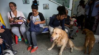 En la Misión Nevado, los caraqueños aguardan junto a sus mascotas