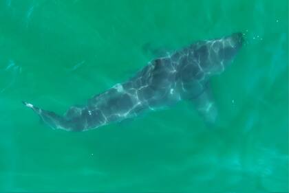En la misma zona donde filmaron al pequeño tiburón blanco, han captado a otros ejemplares maduros