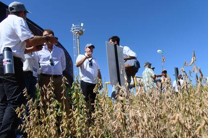 En la muestra hay 12 empresas de insumos y semillas