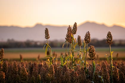 En la muestra, la empresa exhibirá híbridos de girasol y tecnologías en sorgo, además de propuestas para distintos sistemas productivos