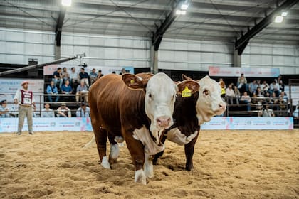 En la muestra participan cabañeros, técnicos y productores de distintas provincias, con ejemplares seleccionados y adaptados a diversas regiones