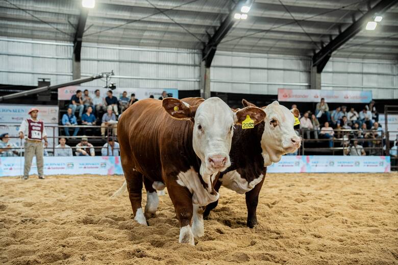 Argentina y la carne del futuro: el auge de la raza Braford y su potencial exportador