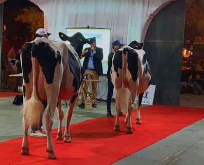 Tenía a Messi y lo vendió en $3 millones 8 En la muestra, se pusieron a venta el 50% de la elección de dos propias hermanas de "Messi" que resultaron con importantes premios. Se compró el 50% de Anto, una vaquillona intermedia, en $8 millones