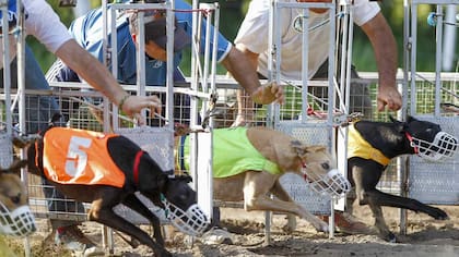 En la partida, son los soltadores los que largan a los perros