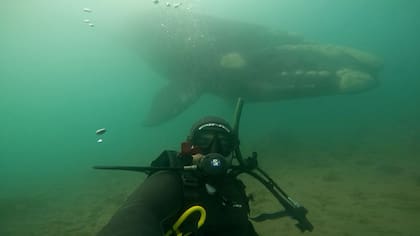 “En la Patagonia particularmente, tenemos muchas veces encuentros fortuitos con animales locales y pelágicos de características especiales por tamaño y comportamiento, como lobos marinos, ballenas y delfines", dice Jorge Natale