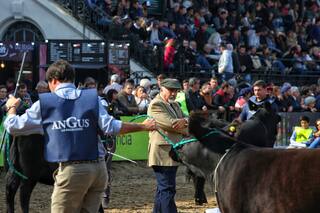 Ganados y carnes: el desafío de llegar al podio