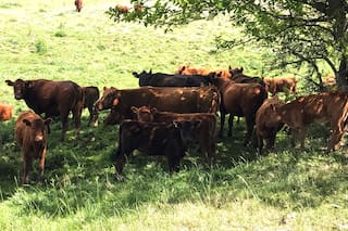 Cómo manejar mejor la recría de los terneros