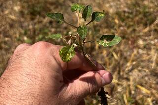 A 10 años de su irrupción, una maleza sigue como un problema difícil de resolver